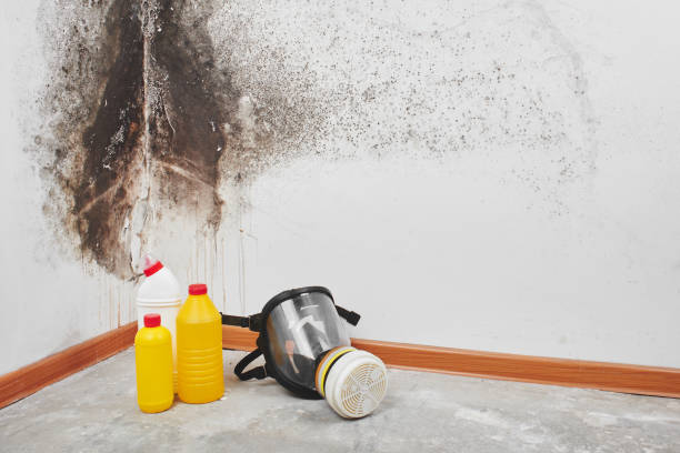 Best Certified Mold Removal  in Hartley, IA