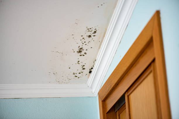 Best Local Mold Removal Service  in Hartley, IA