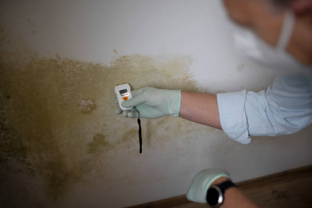 Crawl Space Mold Removal in Hartley, IA