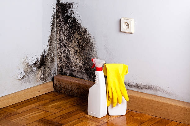 Best Emergency Mold Removal  in Hartley, IA